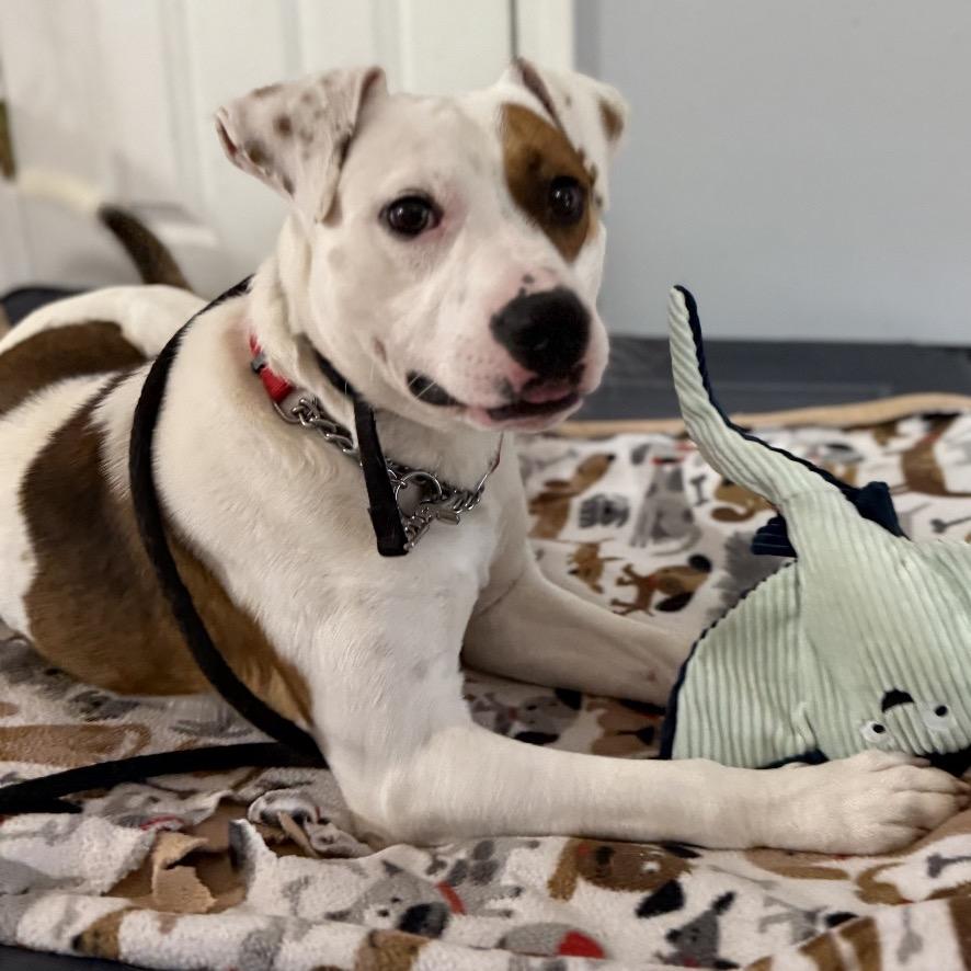 Dalton, a Adoptable mixed breed in Avon, OH image 2/6