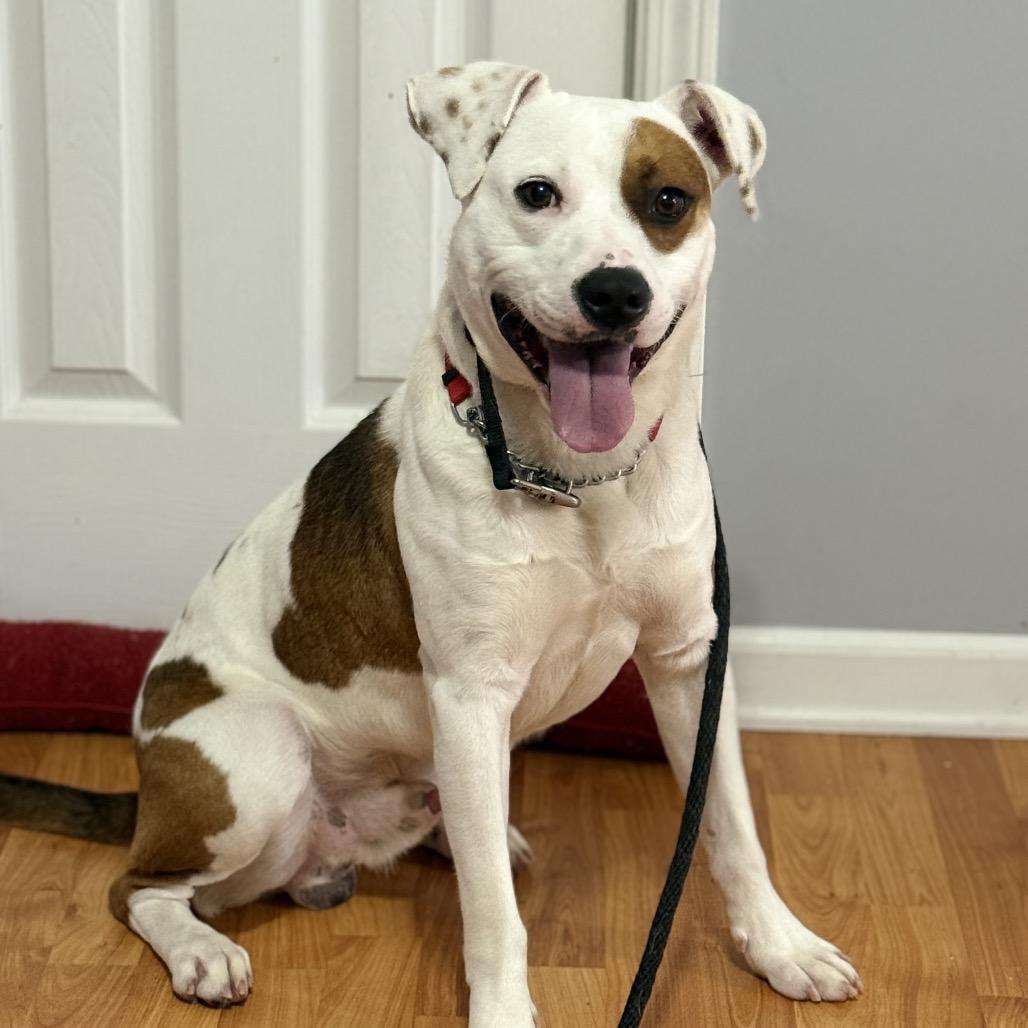 Dalton, a Adoptable mixed breed in Avon, OH image 3/6