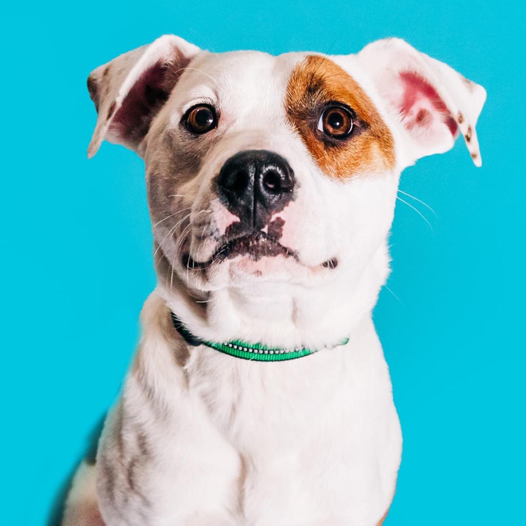 Enlarge Dalton, a Adoptable mixed breed in Avon, OH image 3/6