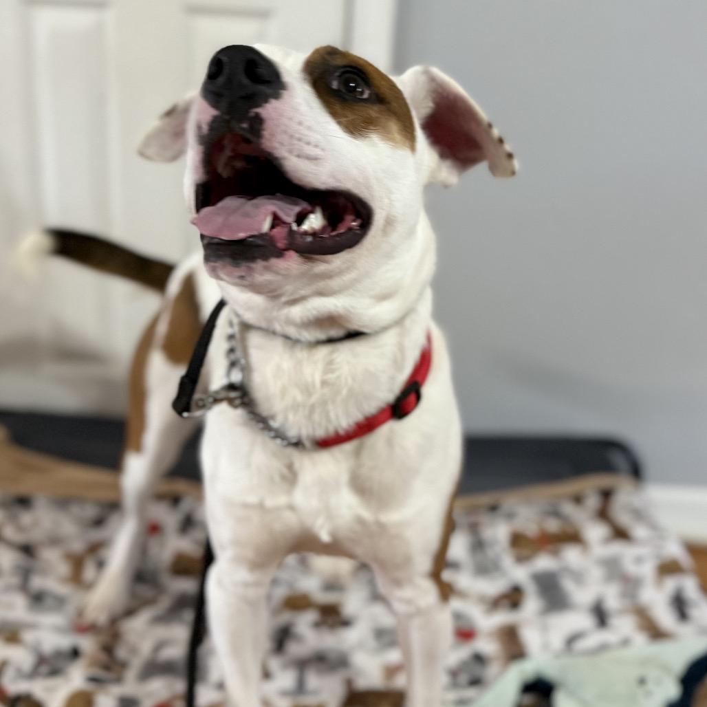 Dalton, a Adoptable mixed breed in Avon, OH image 4/6