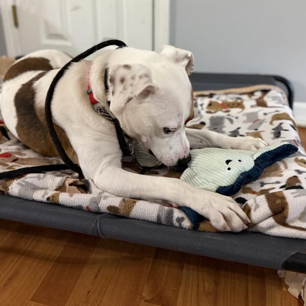 Dalton, a Adoptable mixed breed in Avon, OH image 6/6