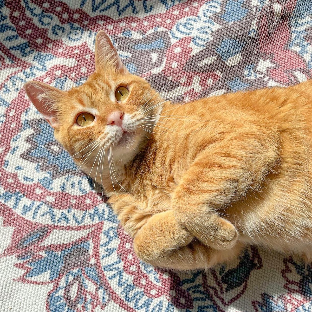 Archie, Adoptable, Adult Male Tabby & American Bobtail.