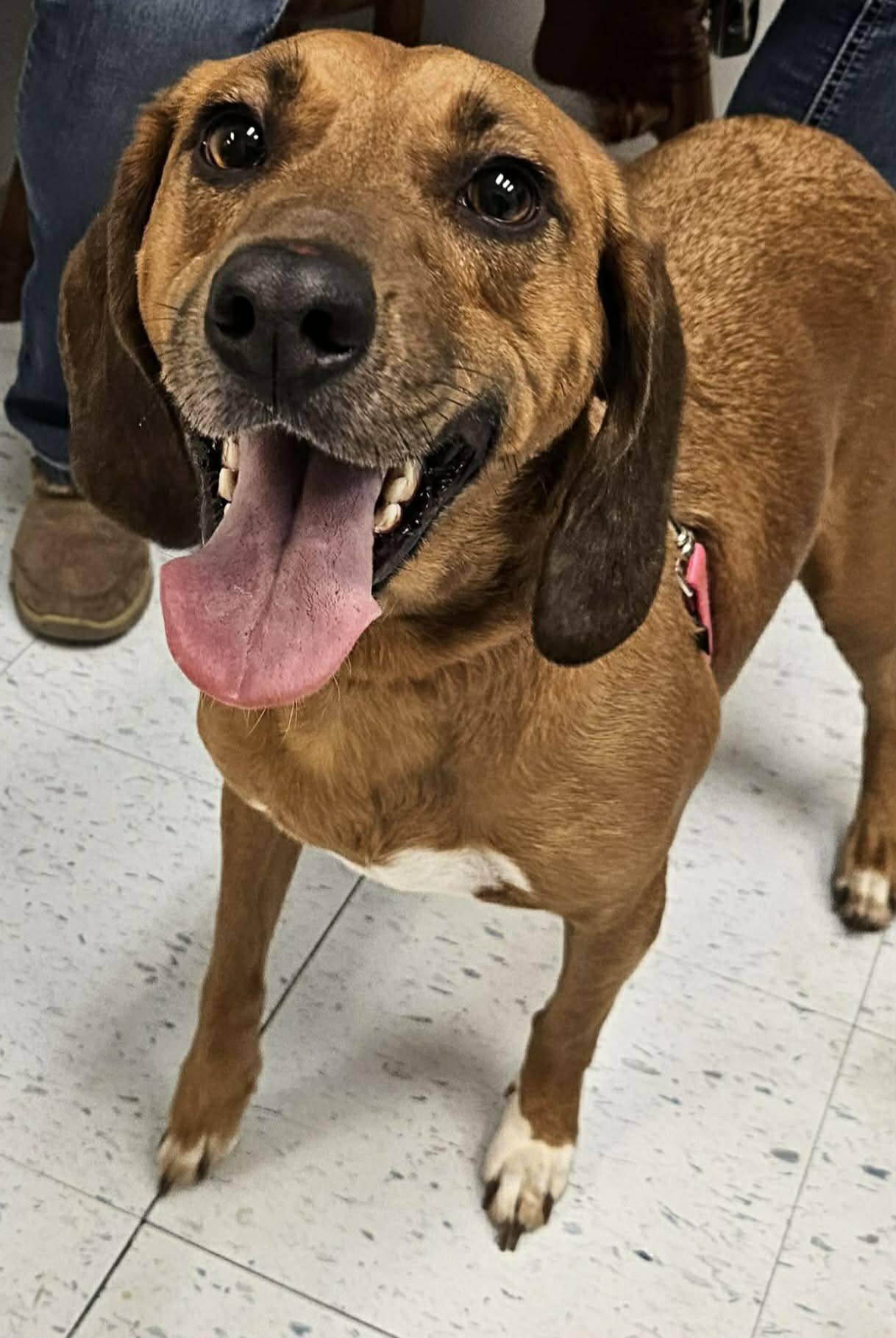 Enlarge Daizey, a Adoptable Hound in Fairmont, WV image 1/3