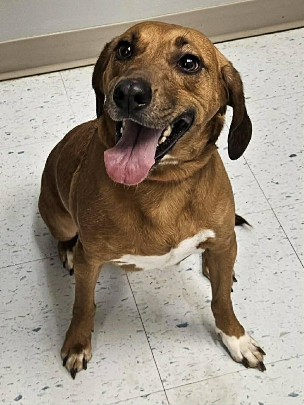 Enlarge Daizey, a Adoptable Hound in Fairmont, WV image 2/3