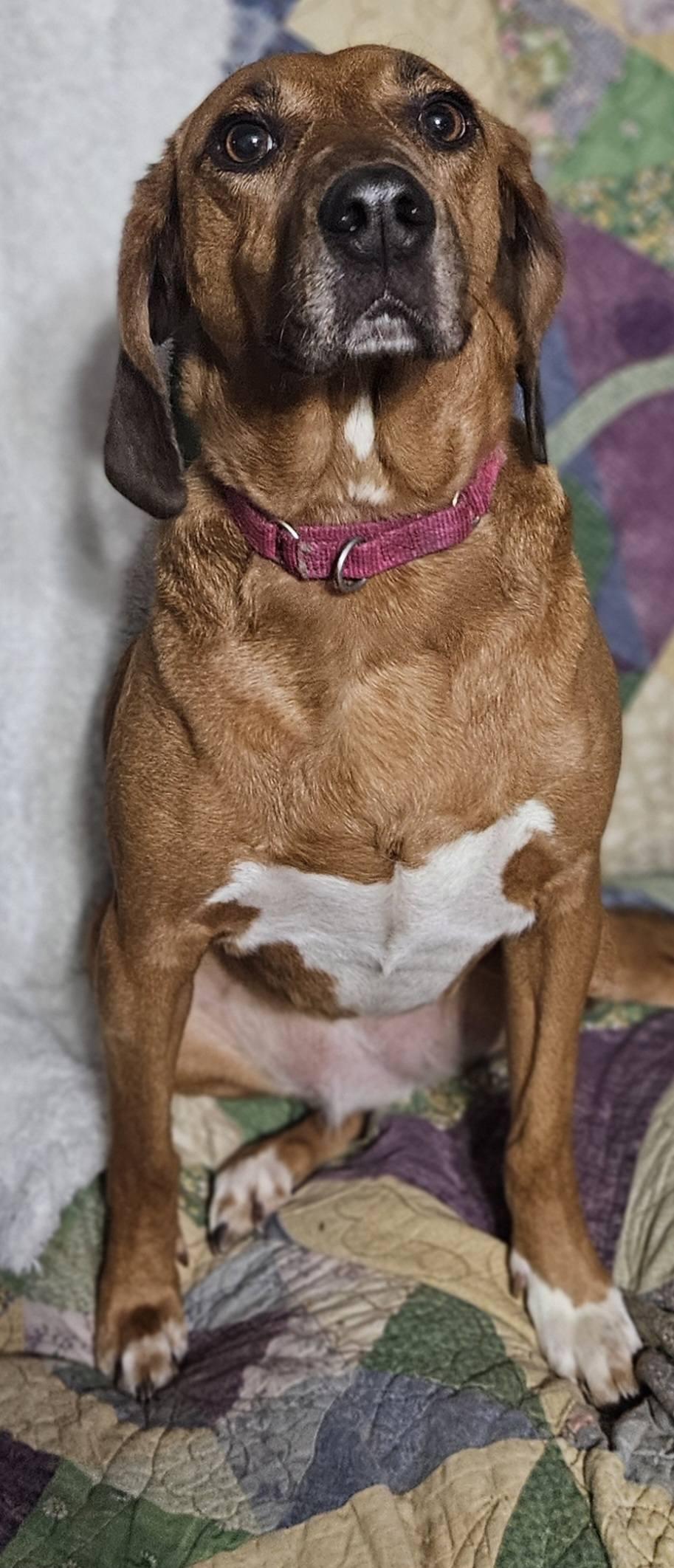 Enlarge Daizey, a Adoptable Hound in Fairmont, WV image 3/3