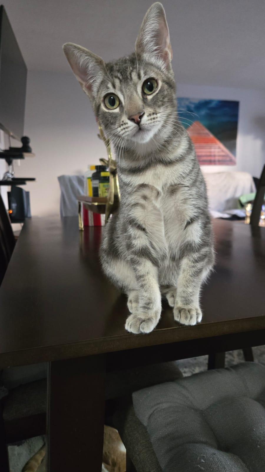 Enlarge Prince, a Adopted Domestic Short Hair in Santa Ana, CA image 1/4