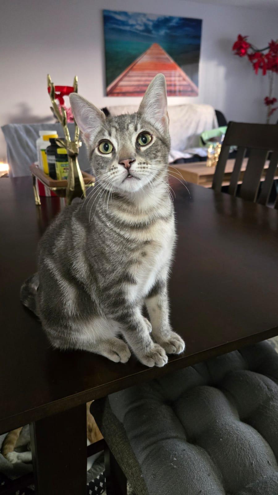 Enlarge Prince, a Adopted Domestic Short Hair in Santa Ana, CA image 2/4