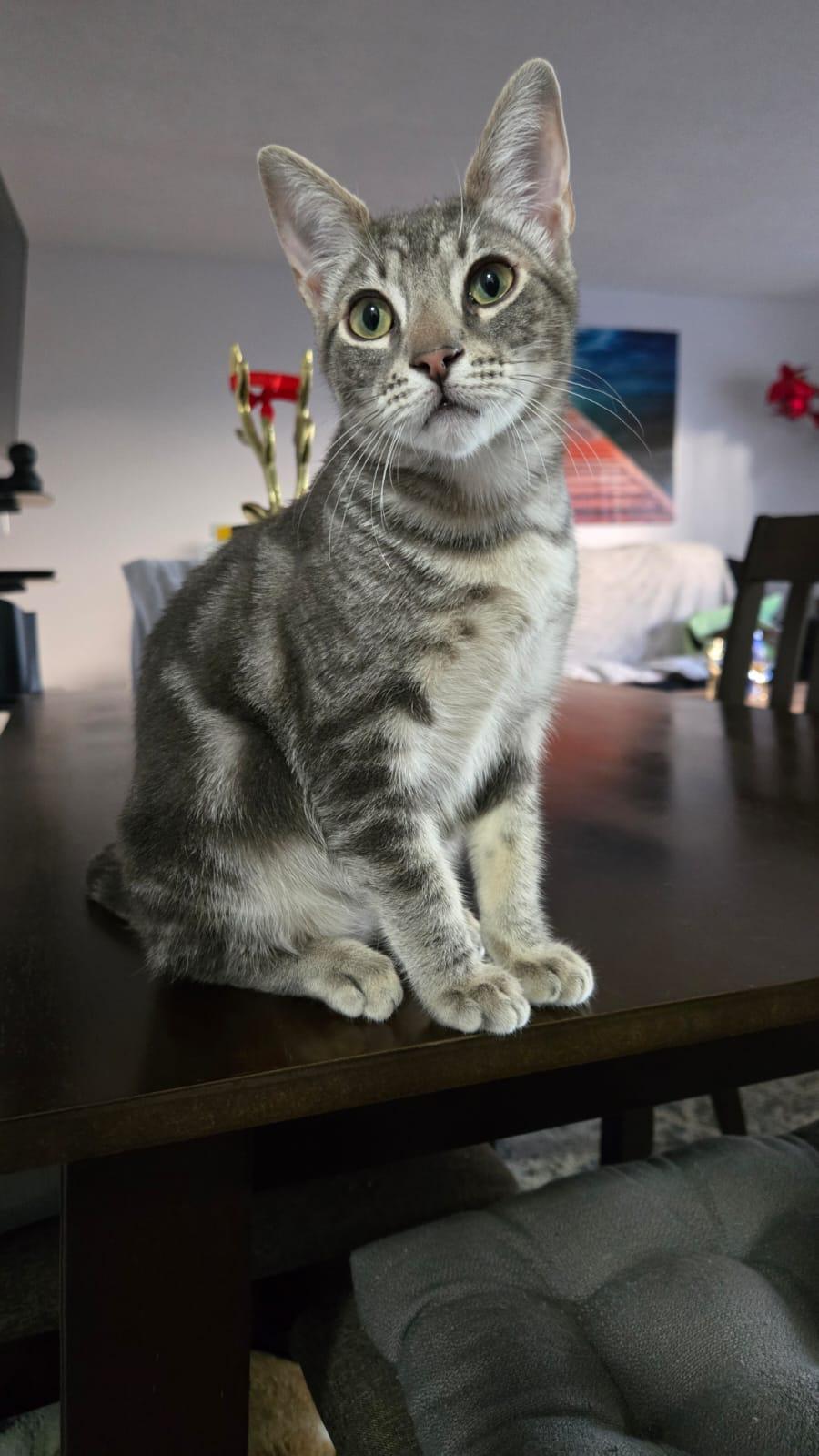 Enlarge Prince, a Adopted Domestic Short Hair in Santa Ana, CA image 3/4