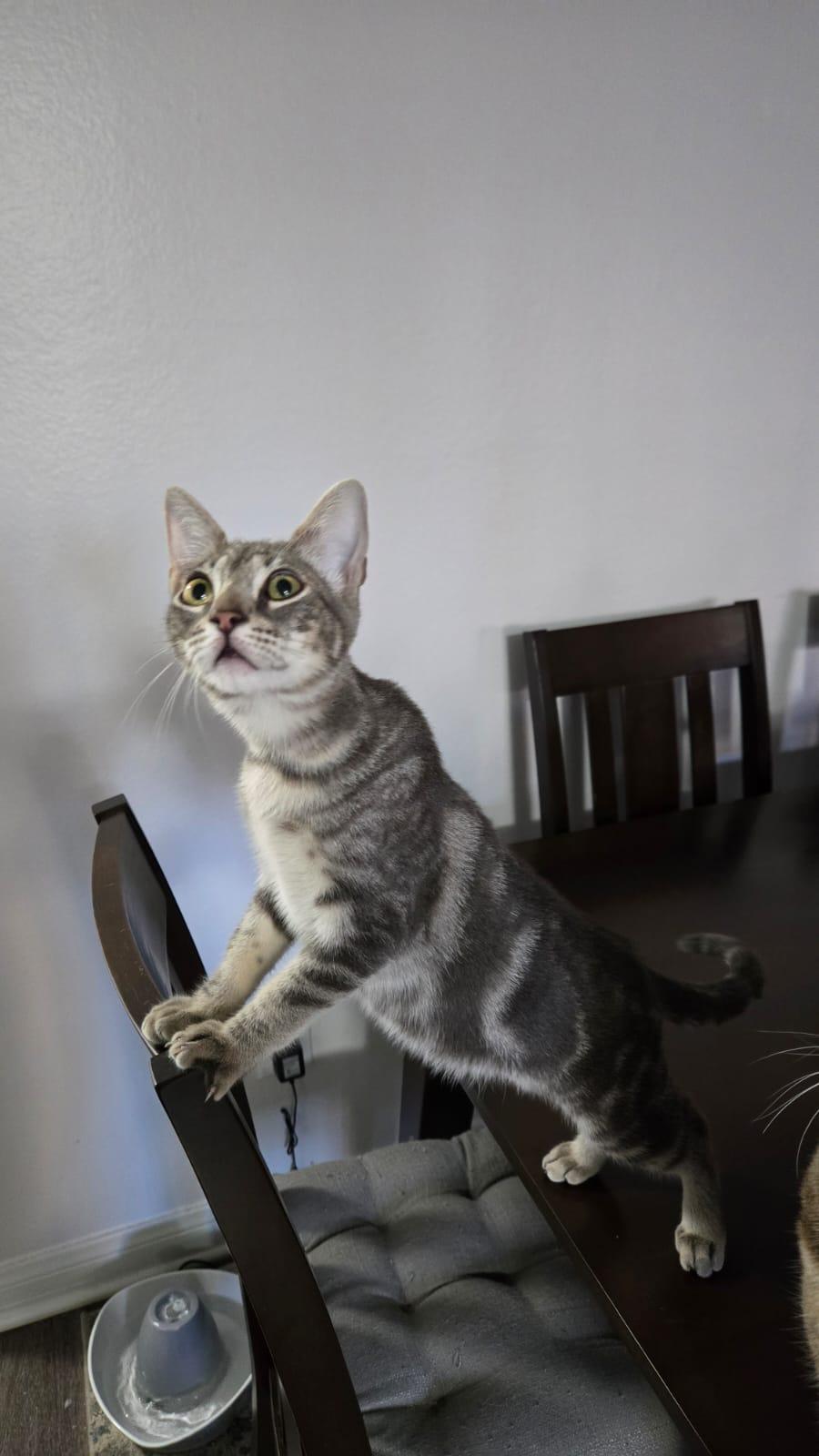 Enlarge Prince, a Adopted Domestic Short Hair in Santa Ana, CA image 4/4