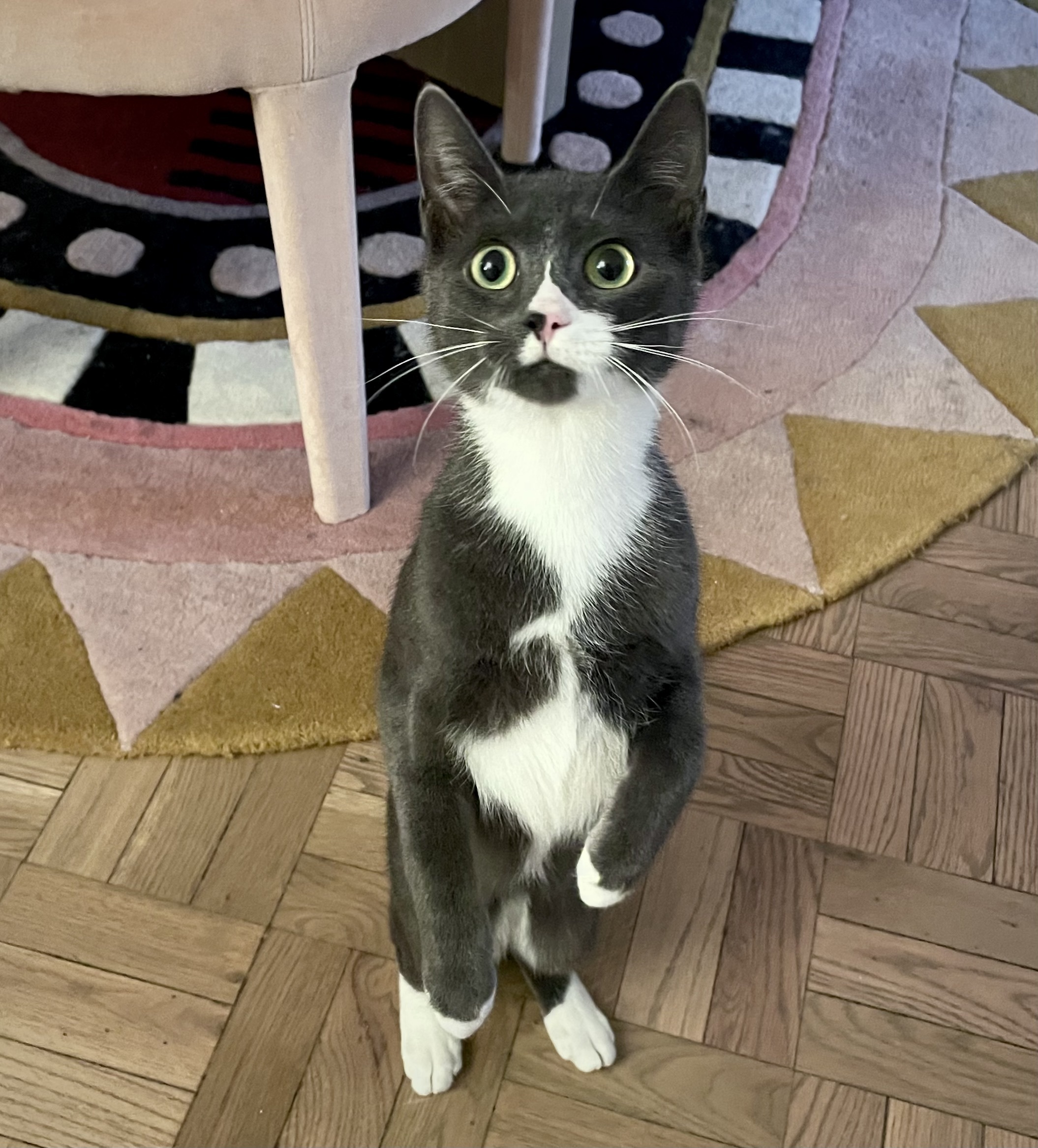 Enlarge Socks, a Adoptable Domestic Short Hair in Astoria, NY image 5/6