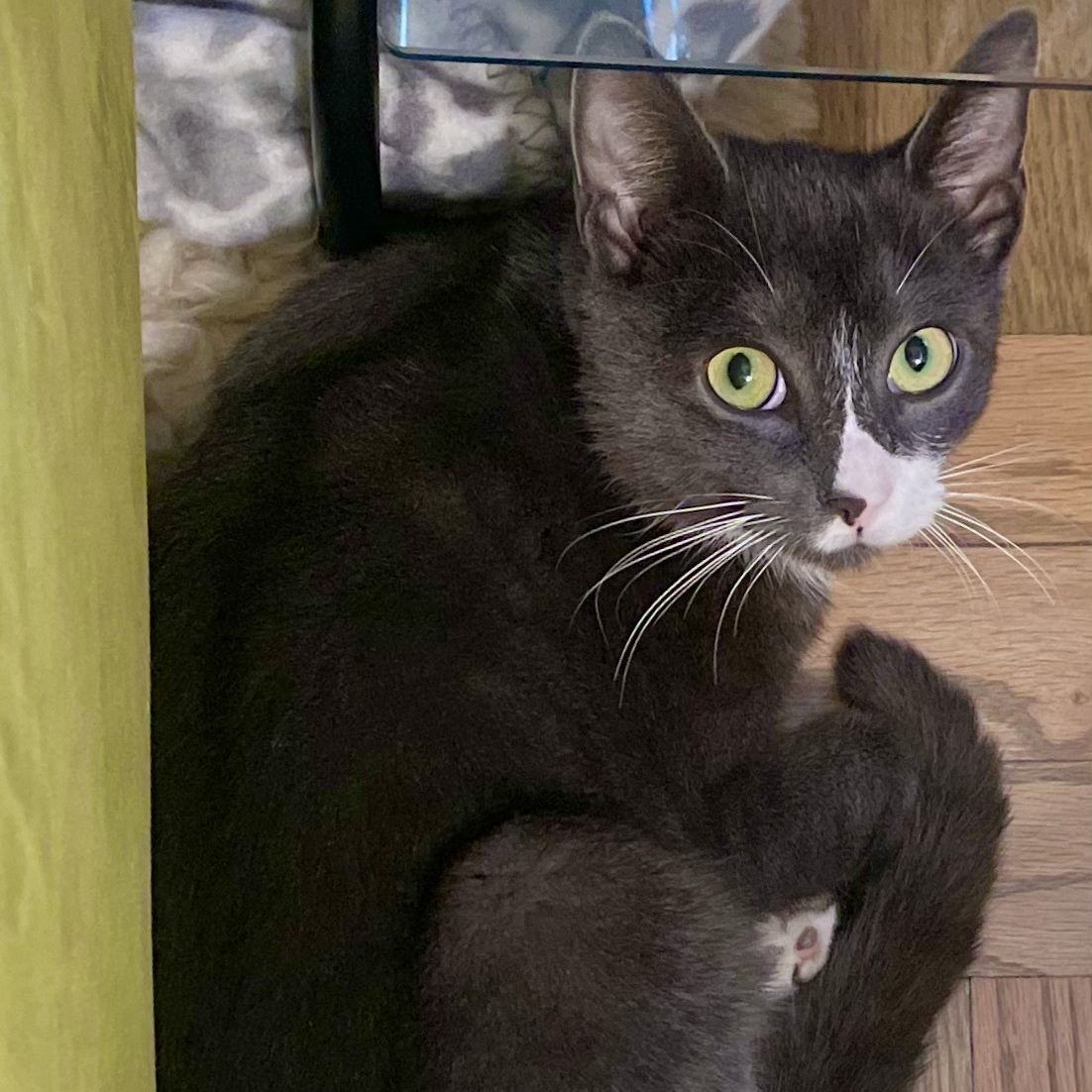 Enlarge Socks, a Adoptable Domestic Short Hair in Astoria, NY image 6/6