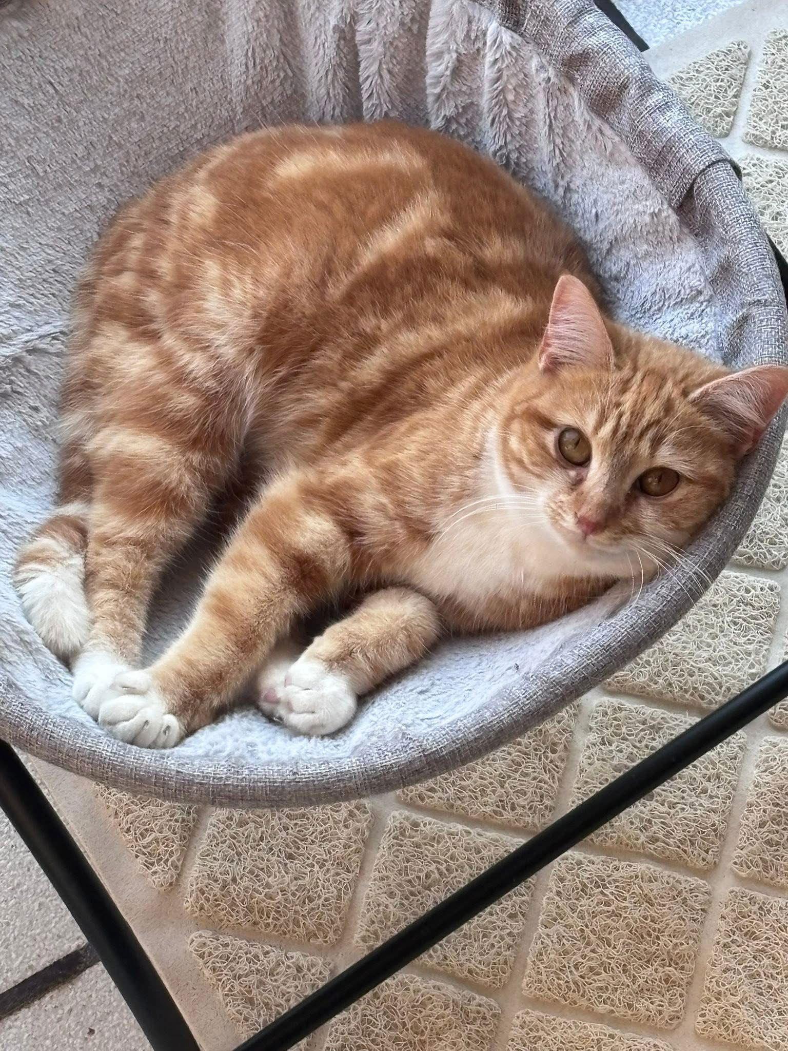 Tina, Adoptable, Young Female Domestic Short Hair.