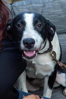 Alani, Adopted, Puppy Female American Staffordshire Terrier & Pit Bull Terrier.