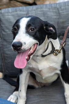 Enlarge Alani, a Adopted mixed breed in Canterbury, CT image 2/6