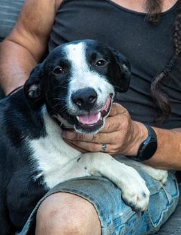 Enlarge Alani, a Adopted mixed breed in Canterbury, CT image 3/6