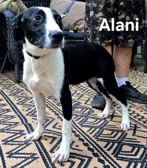 Enlarge Alani, a Adopted mixed breed in Canterbury, CT image 4/6