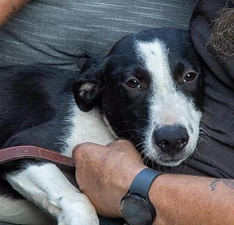 Enlarge Alani, a Adopted mixed breed in Canterbury, CT image 5/6