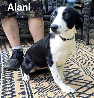 Enlarge Alani, a Adopted mixed breed in Canterbury, CT image 6/6