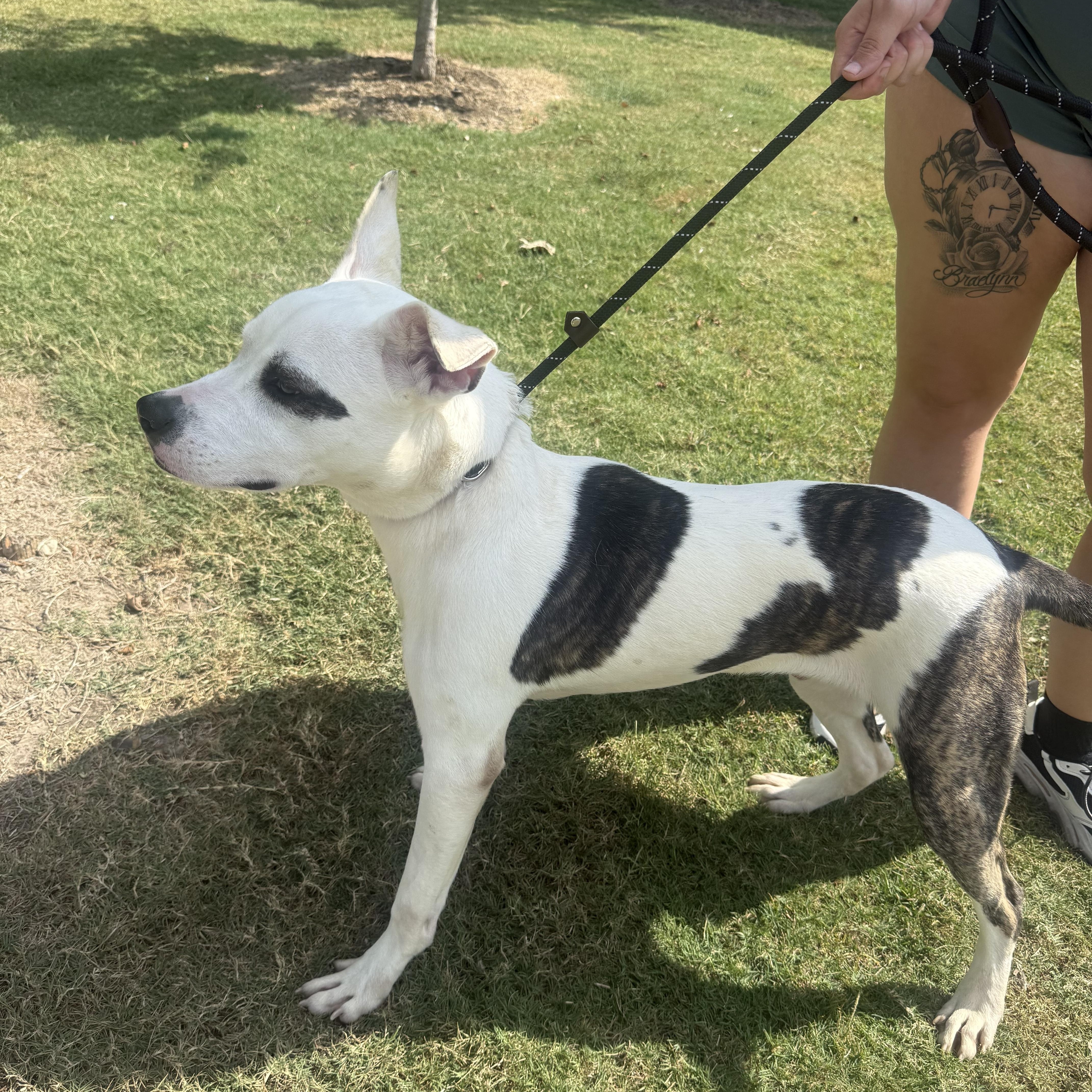 Diesel, a Adoptable mixed breed in Spring, TX image 5/6