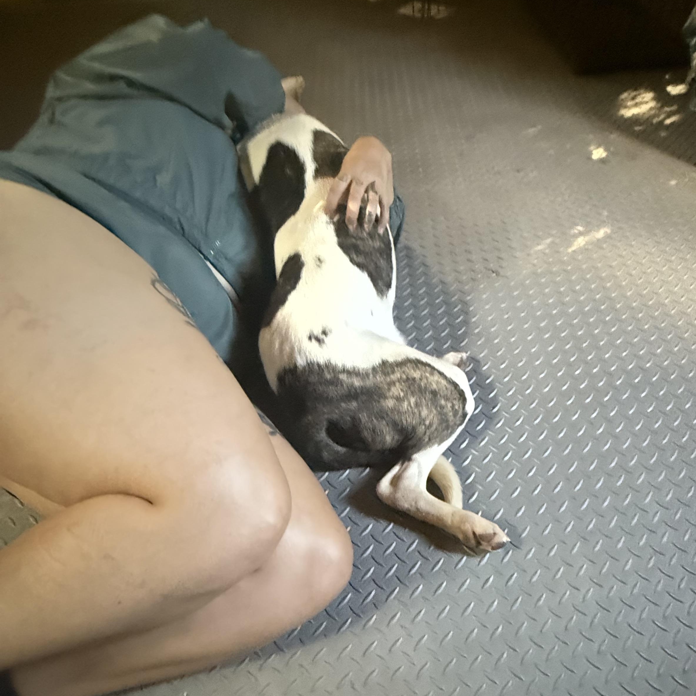 Diesel, a Adoptable mixed breed in Spring, TX image 4/6