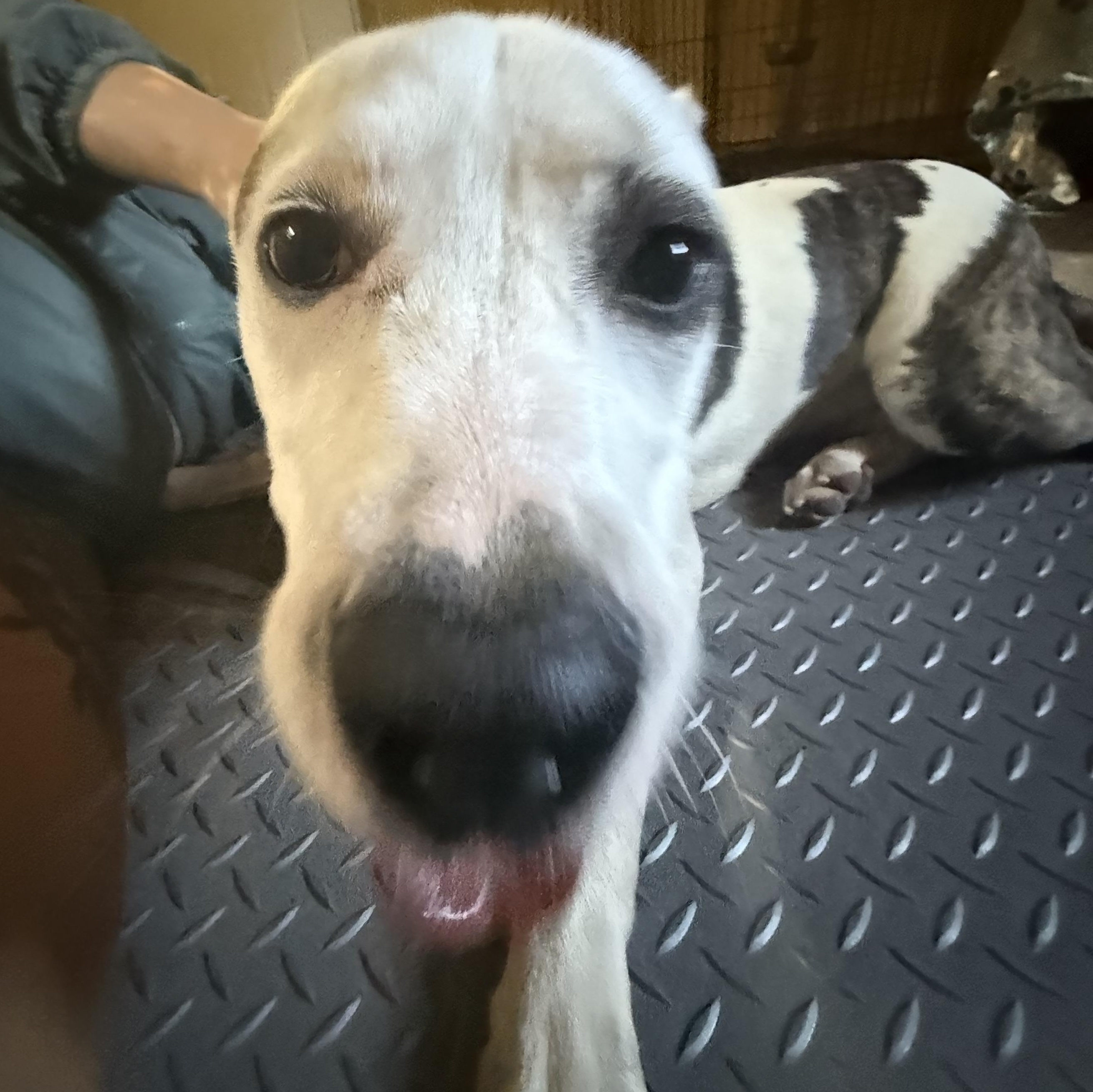 Diesel, a Adoptable mixed breed in Spring, TX image 3/6