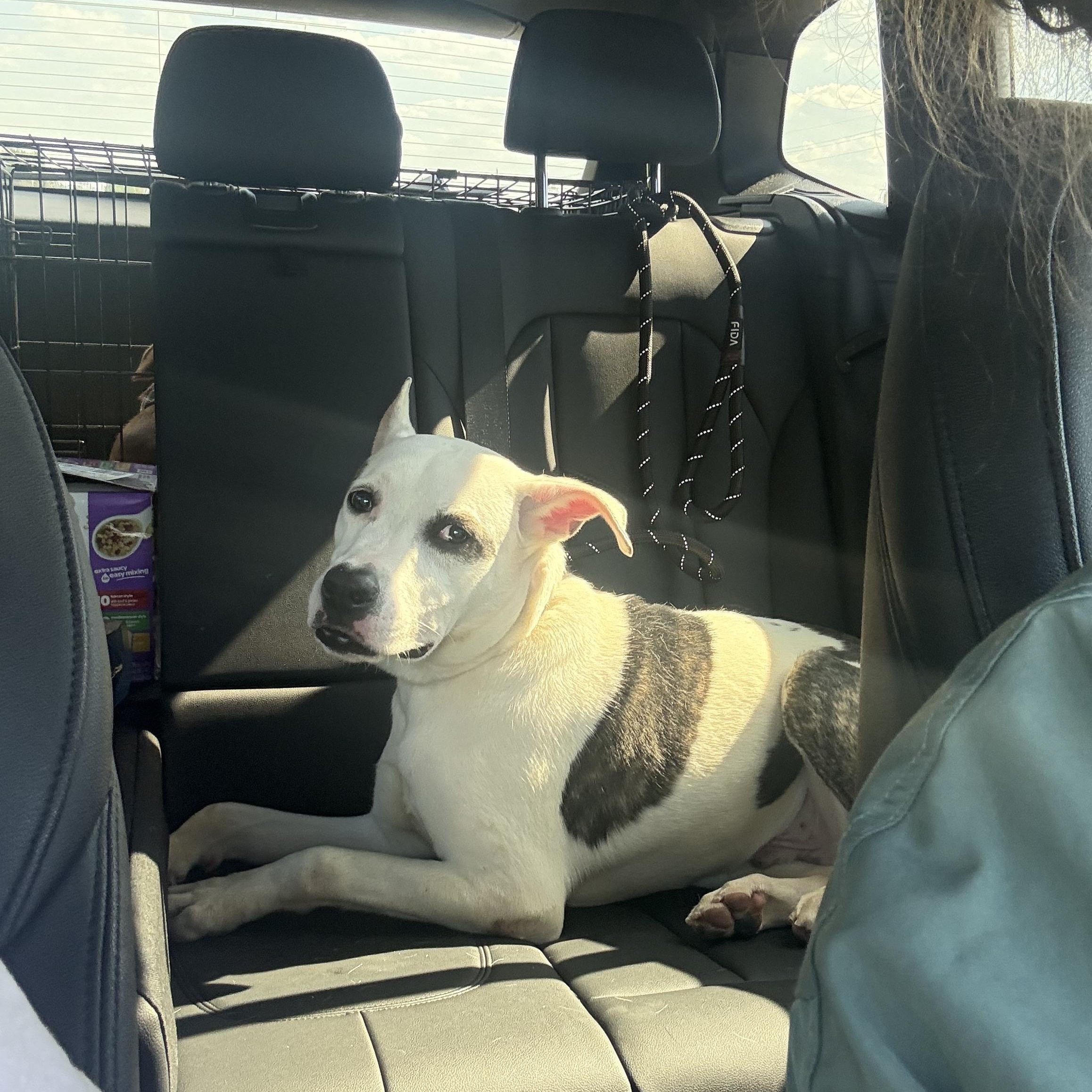 Diesel, a Adoptable mixed breed in Spring, TX image 2/6