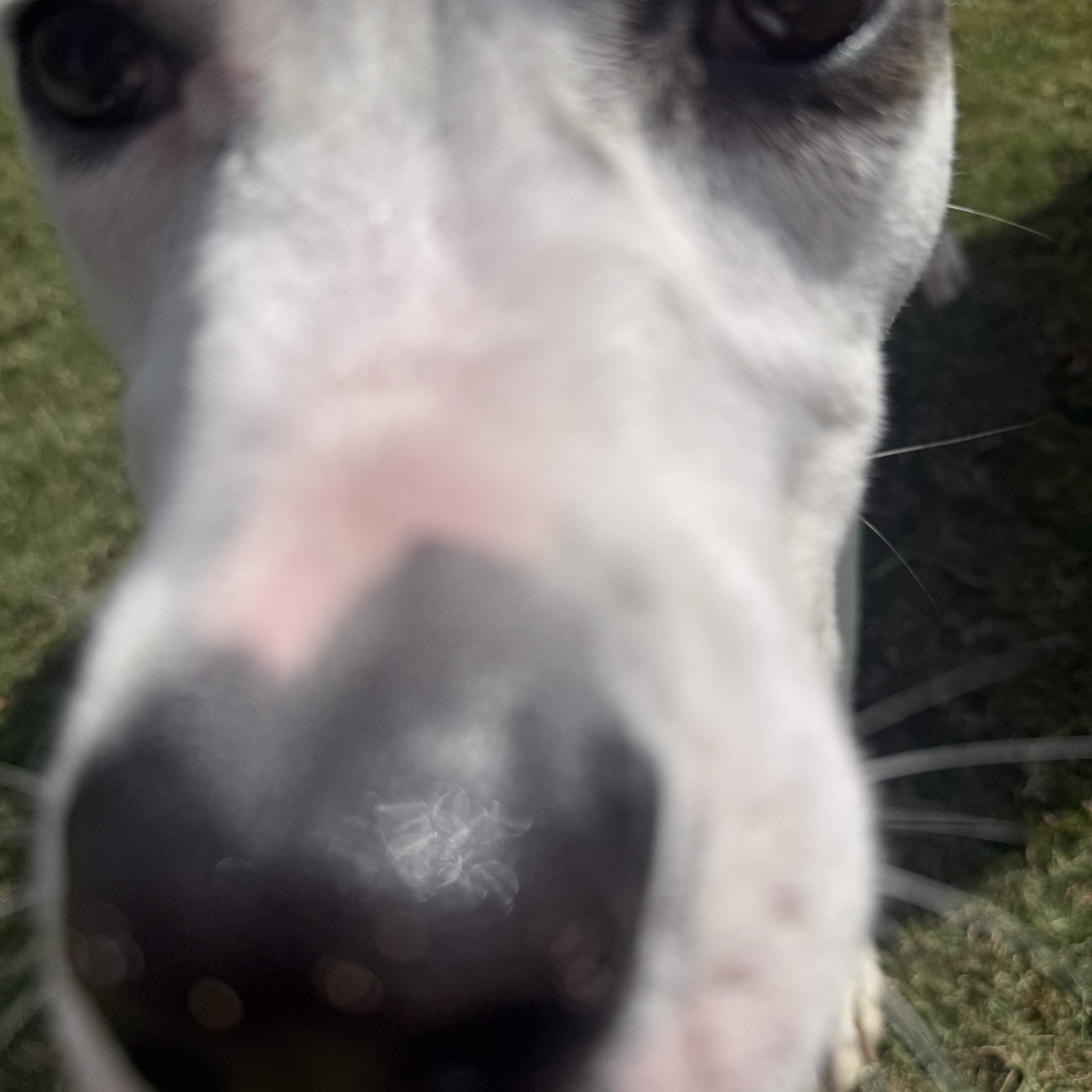 Diesel, a Adoptable mixed breed in Spring, TX image 6/6