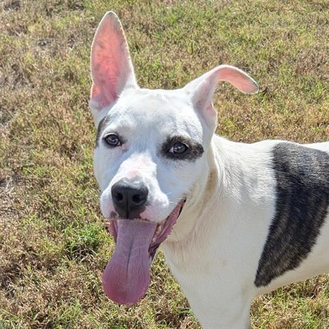 Diesel, a Adoptable mixed breed in Spring, TX image 1/6