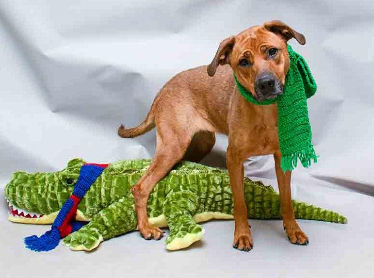 Enlarge Millie, a ADOPTABLE mixed breed in Sanford, FL image 3/3
