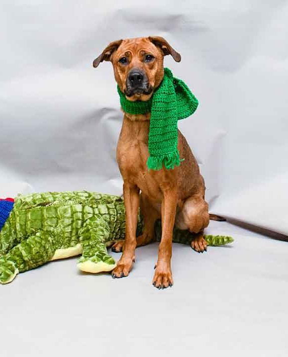 Enlarge Millie, a ADOPTABLE mixed breed in Sanford, FL image 2/3
