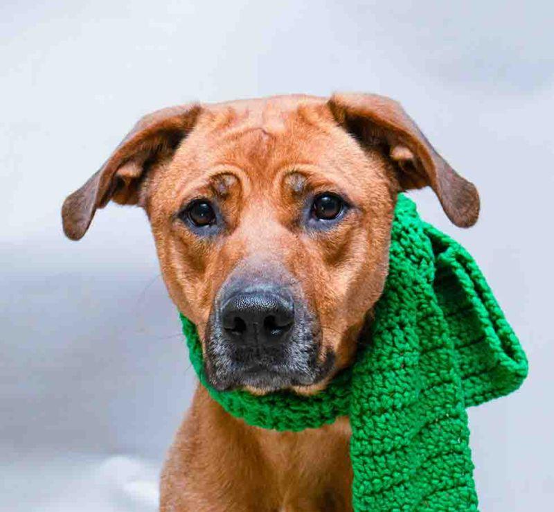 Enlarge Millie, a ADOPTABLE mixed breed in Sanford, FL image 1/3