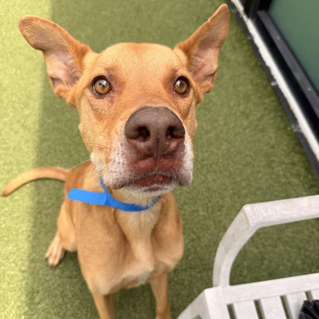 Kovu, Adoptable, Adult Male Terrier & Terrier.