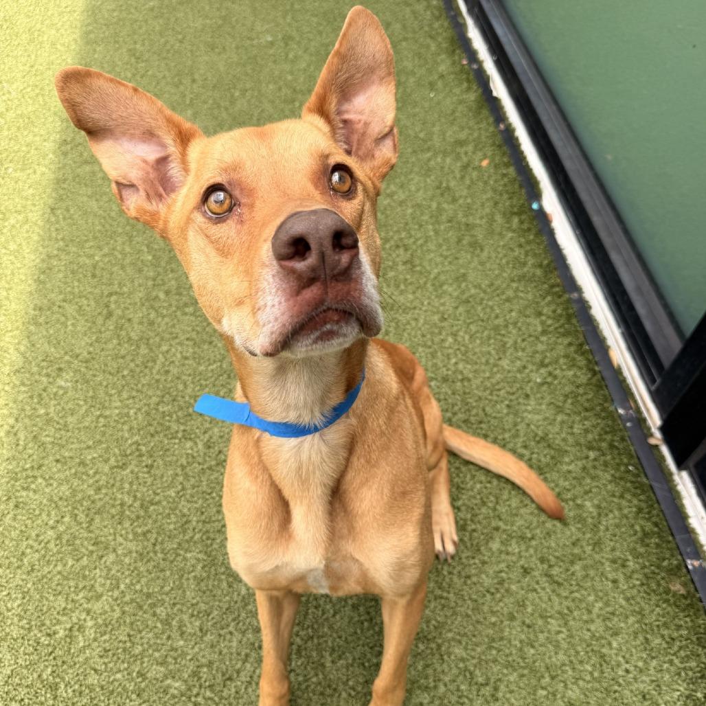Enlarge Kovu, a Adoptable mixed breed in Tampa, FL image 2/6