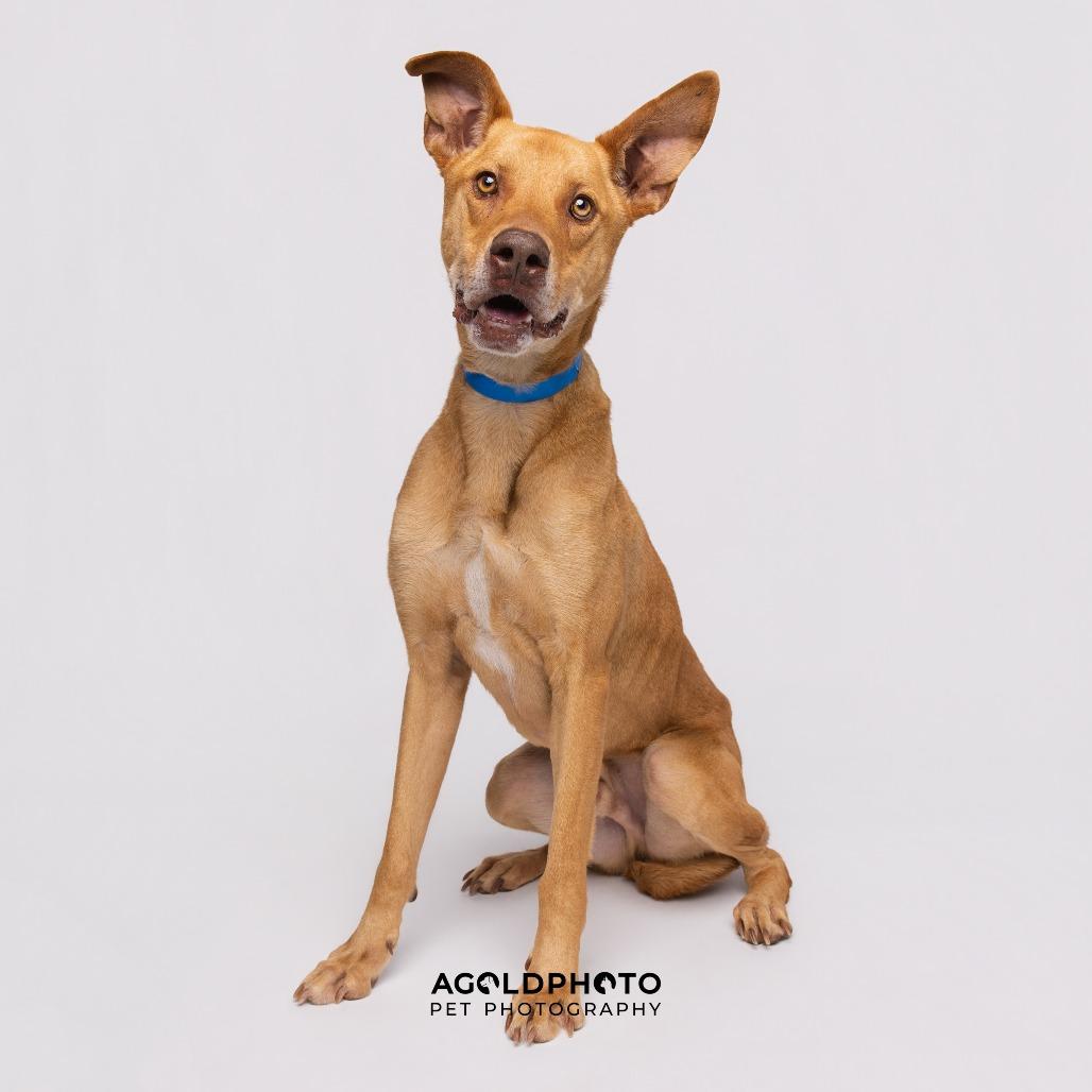 Enlarge Kovu, a Adoptable mixed breed in Tampa, FL image 3/6