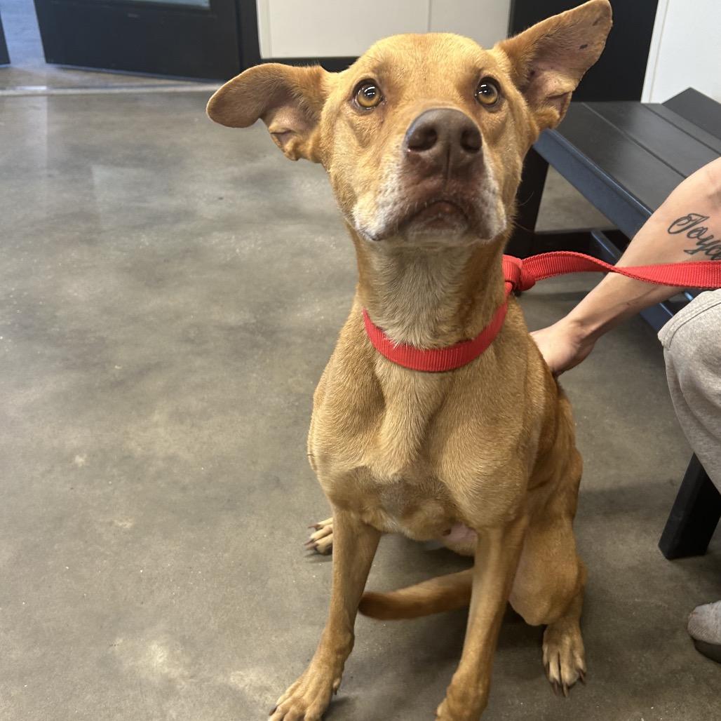 Enlarge Kovu, a Adoptable mixed breed in Tampa, FL image 4/6