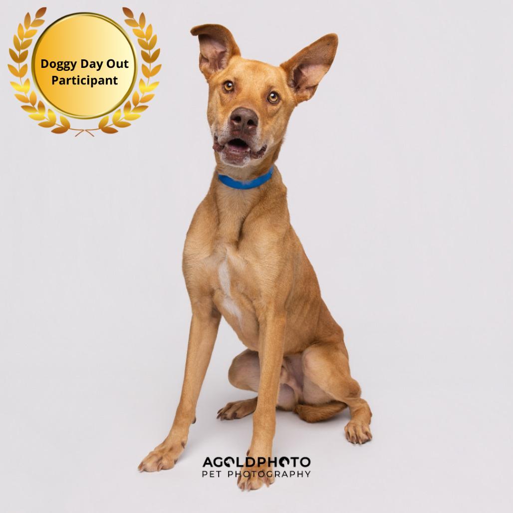 Enlarge Kovu, a Adoptable mixed breed in Tampa, FL image 5/6