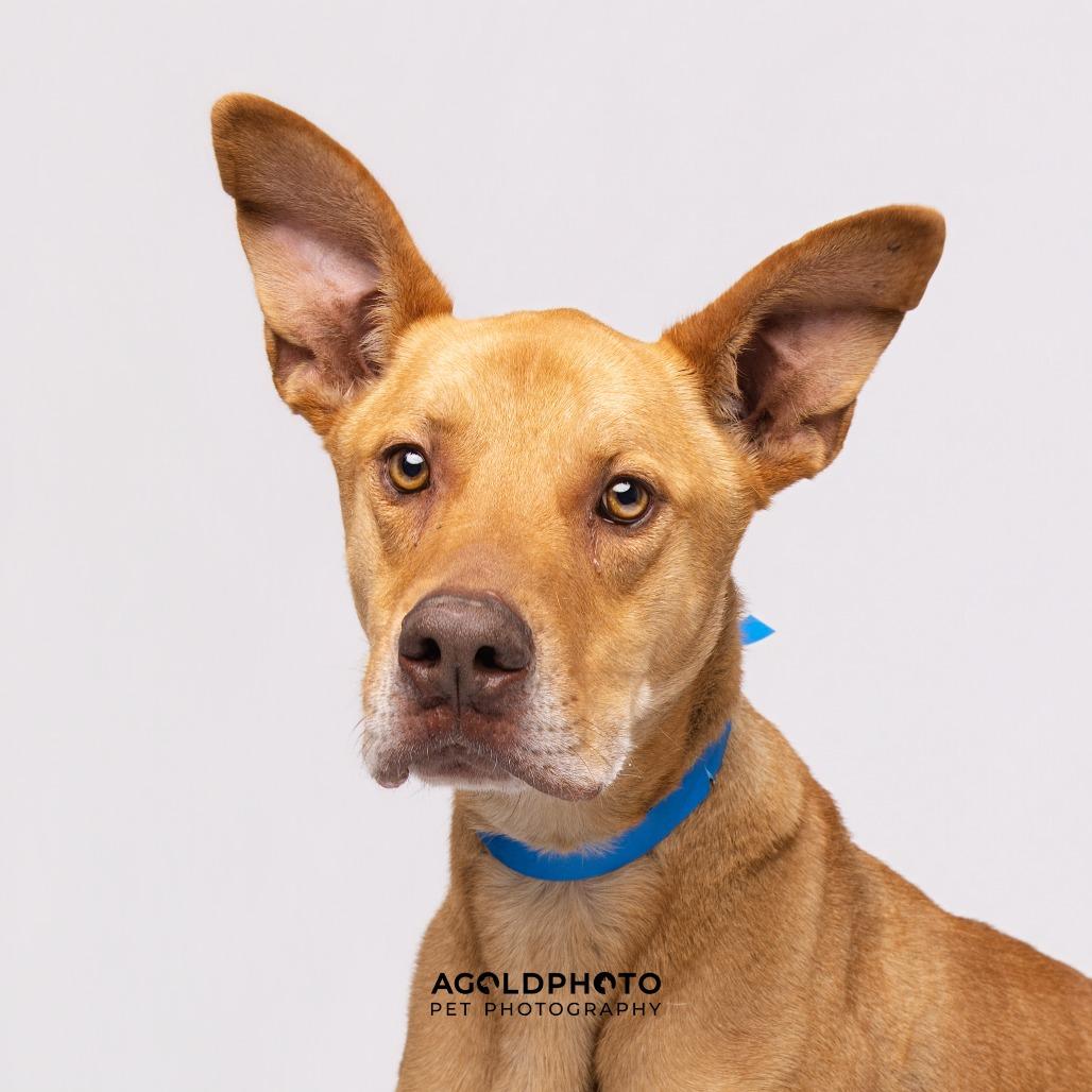 Enlarge Kovu, a Adoptable mixed breed in Tampa, FL image 6/6
