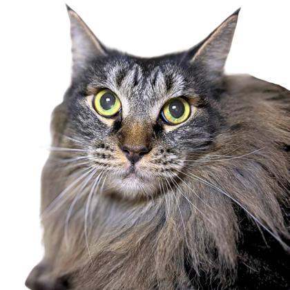 Mikie, Adoptable, Senior Male Domestic Long Hair & Domestic Short Hair.