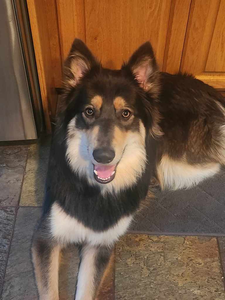 Combie, a Adoptable German Shepherd Dog in Pleasant Grove, CA image 1/3