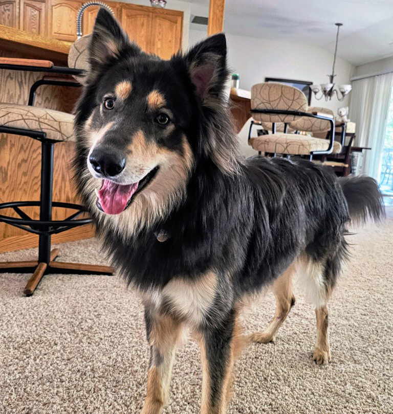 Combie, a Adoptable German Shepherd Dog in Pleasant Grove, CA image 2/3