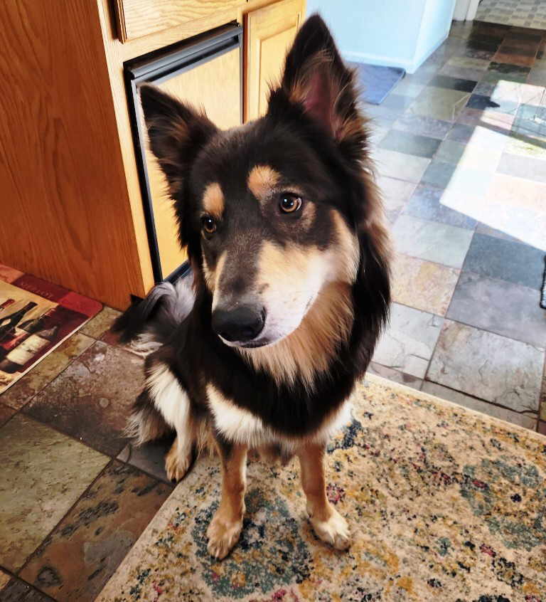 Combie, a Adoptable German Shepherd Dog in Pleasant Grove, CA image 3/3