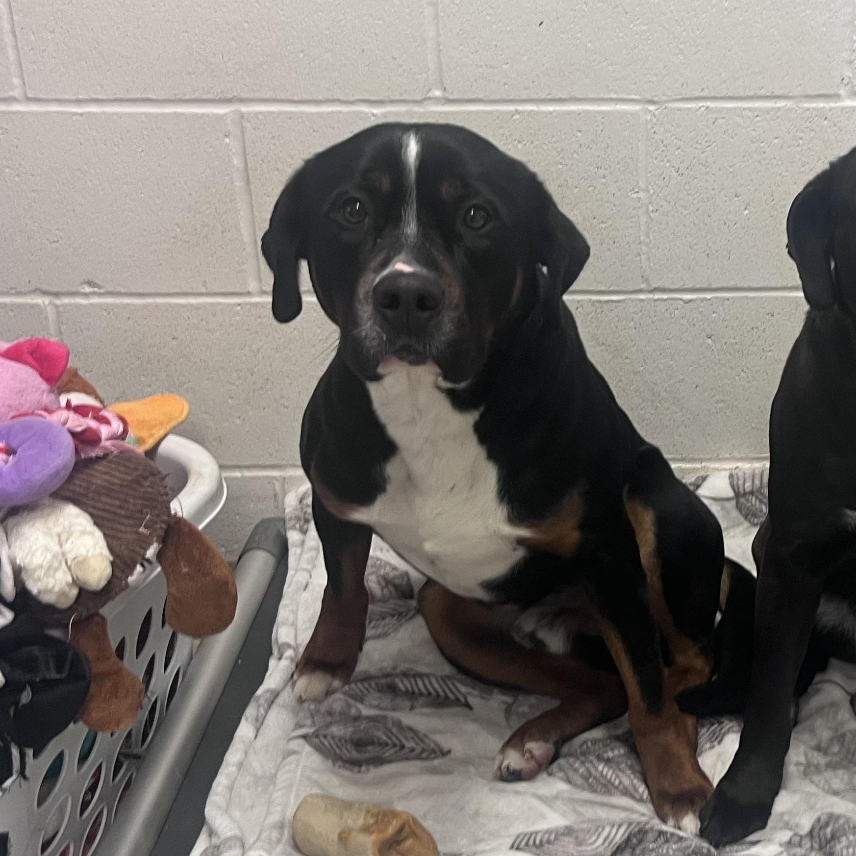 Enlarge Flame, an adopted mixed breed in Shelton, WA image 3/5