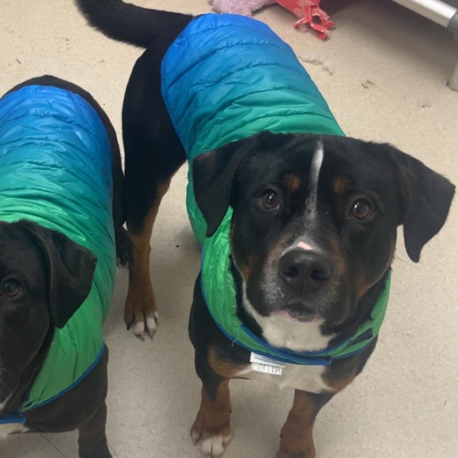 Enlarge Flame, an adopted mixed breed in Shelton, WA image 2/5