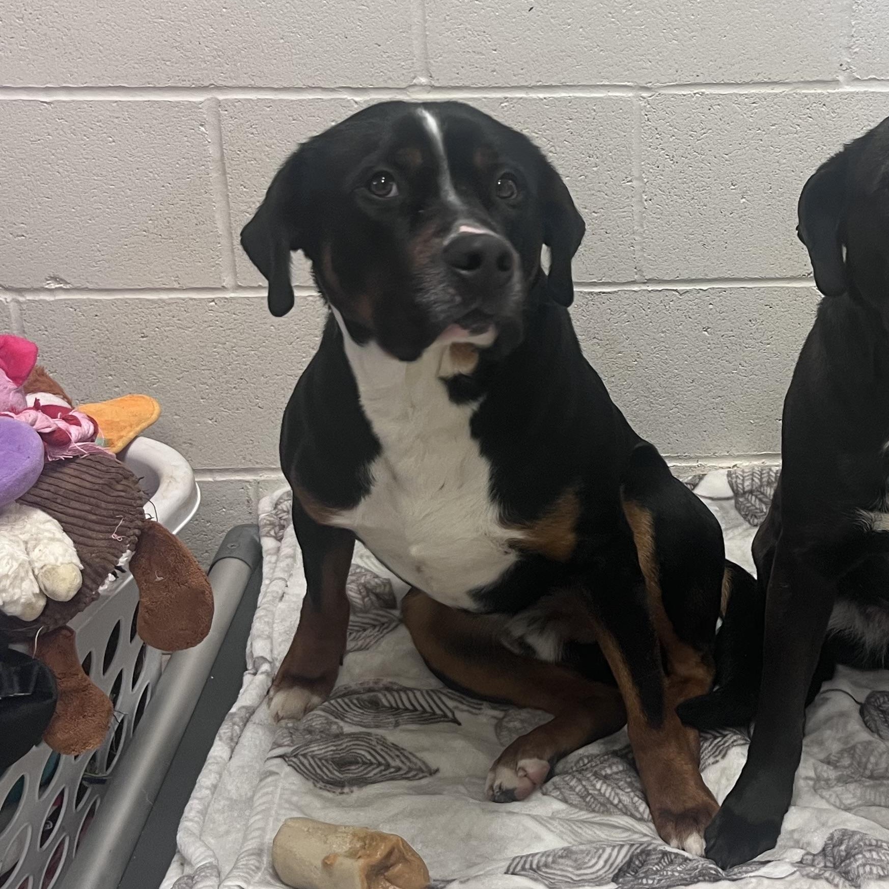 Enlarge Flame, an adopted mixed breed in Shelton, WA image 5/5