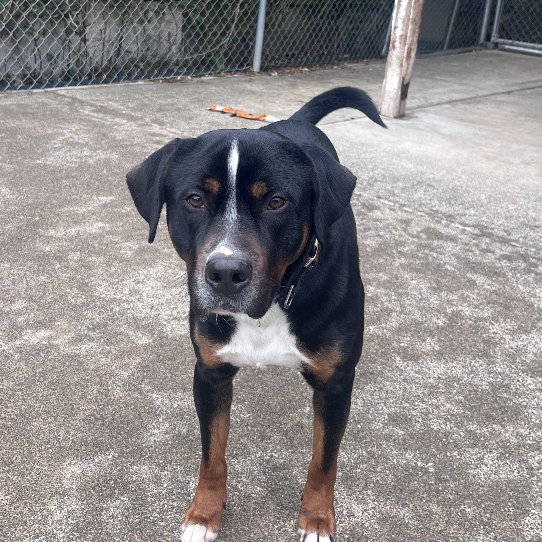 Flame, adopted, Young Male Rottweiler & Black Labrador Retriever.