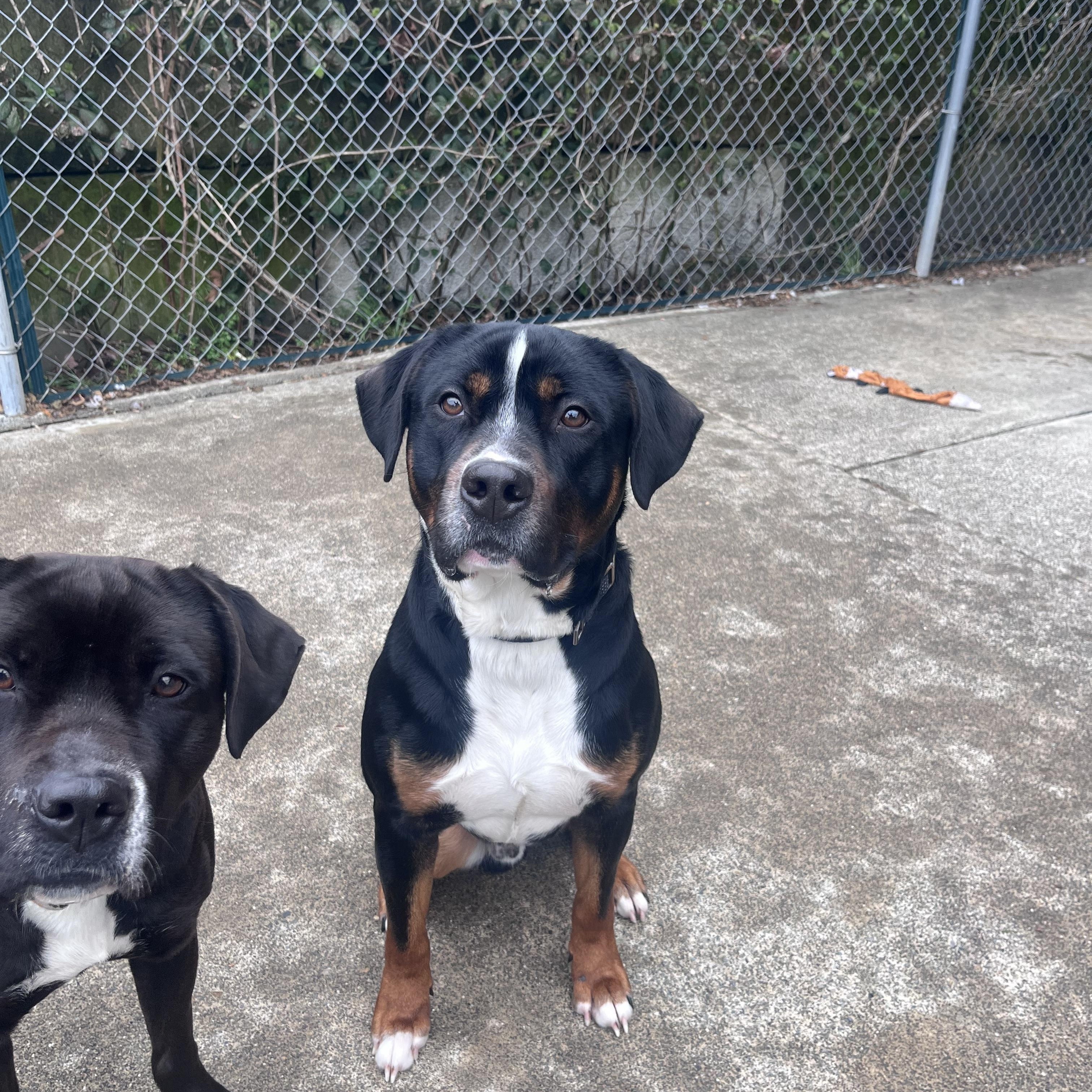 Enlarge Flame, an adopted mixed breed in Shelton, WA image 4/5