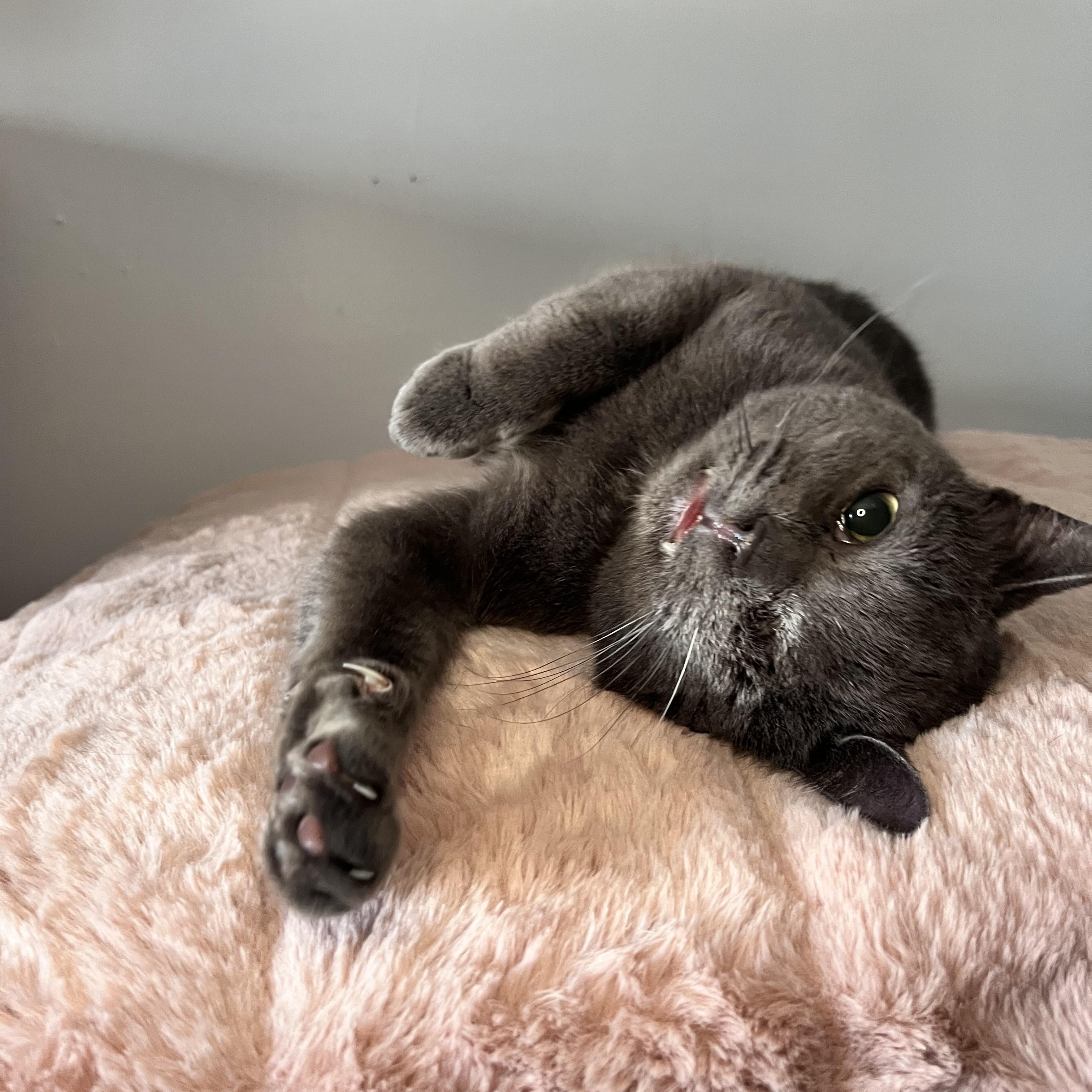 Odin, a ADOPTABLE Domestic Short Hair in St Catharines, ON image 1/3