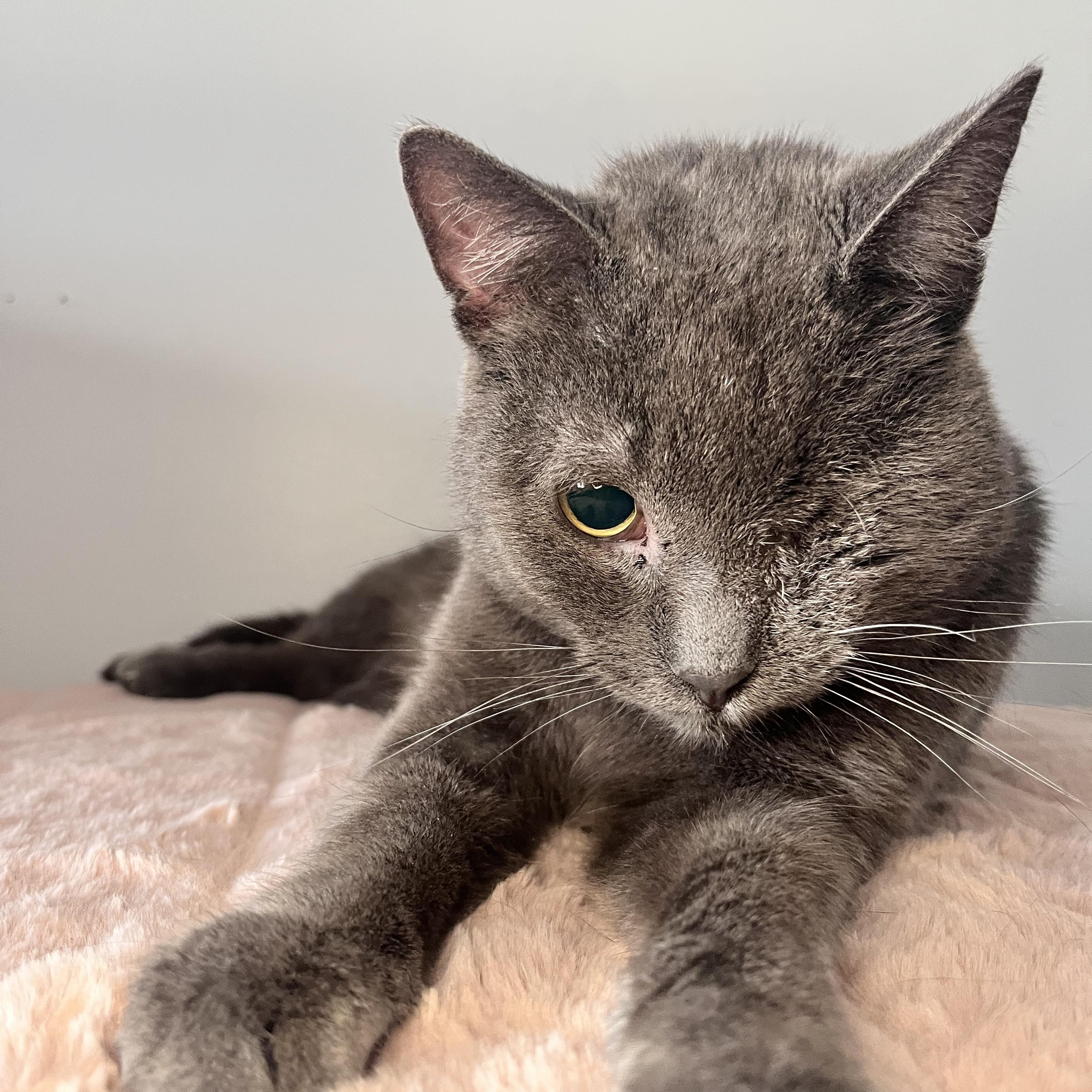 Odin, a ADOPTABLE Domestic Short Hair in St Catharines, ON image 2/3