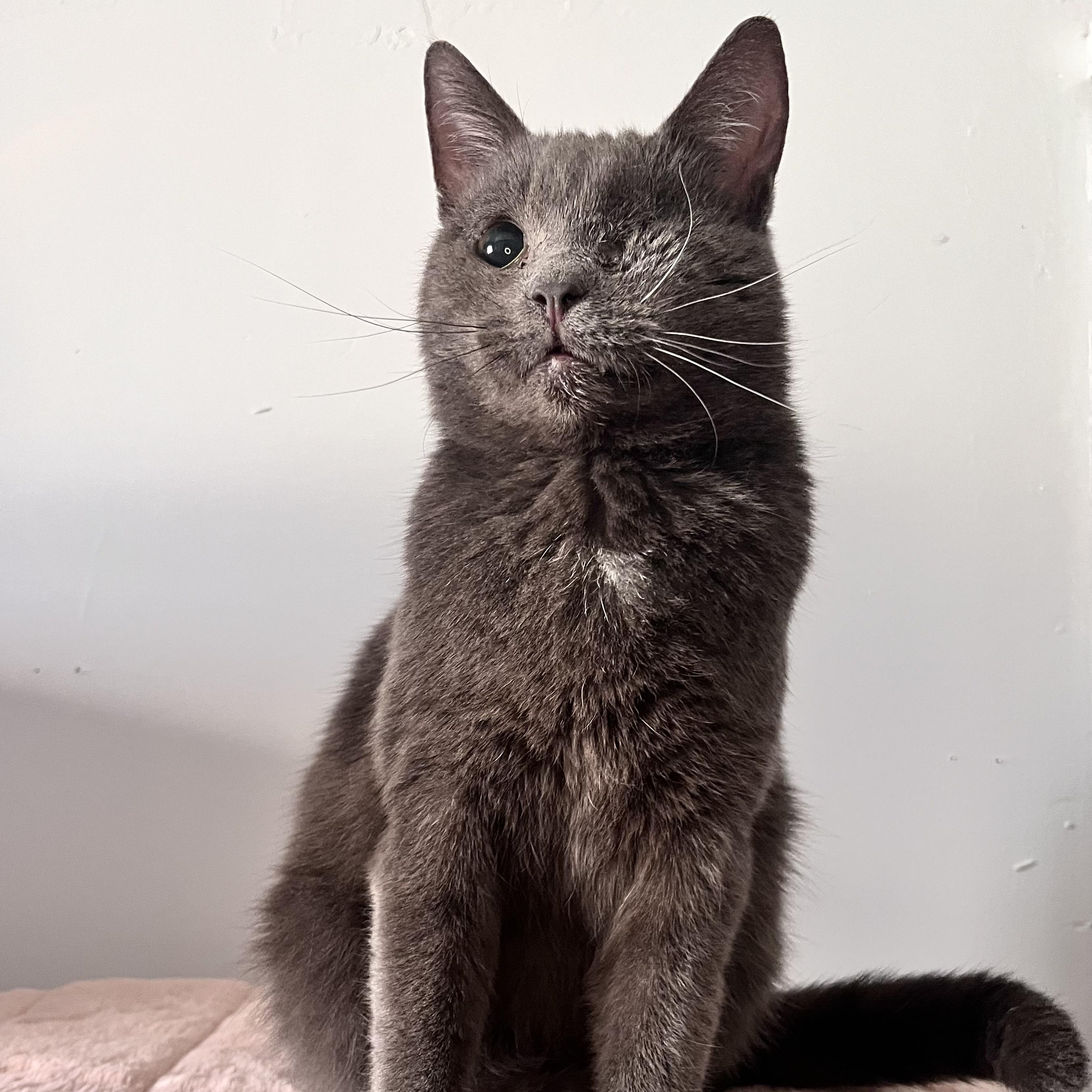 Odin, a ADOPTABLE Domestic Short Hair in St Catharines, ON image 3/3