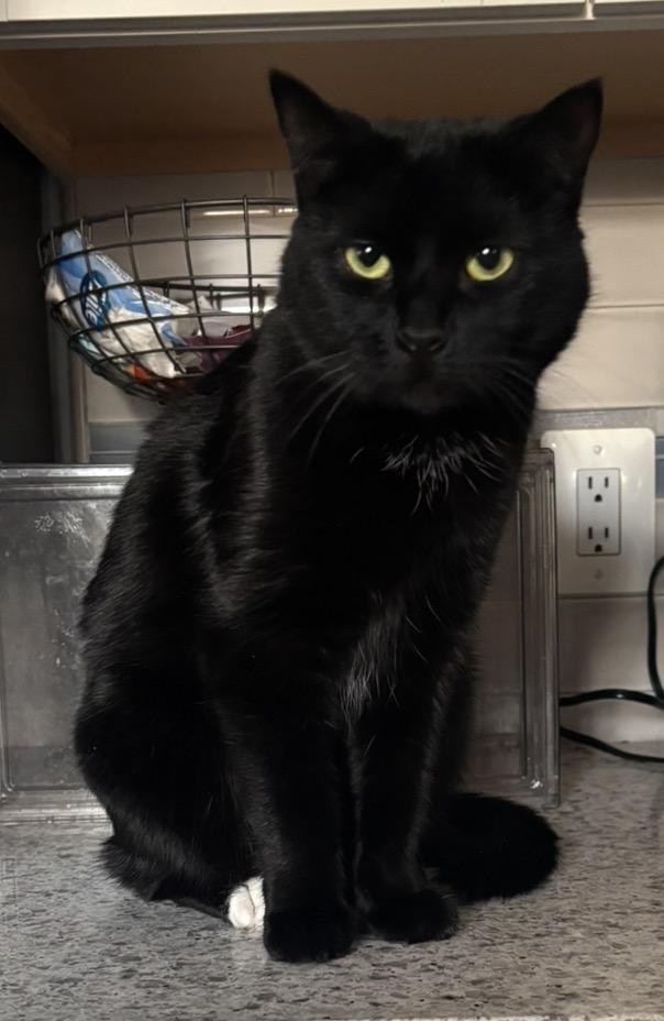 Cee Cee, Adoptable, Adult Female Domestic Short Hair.
